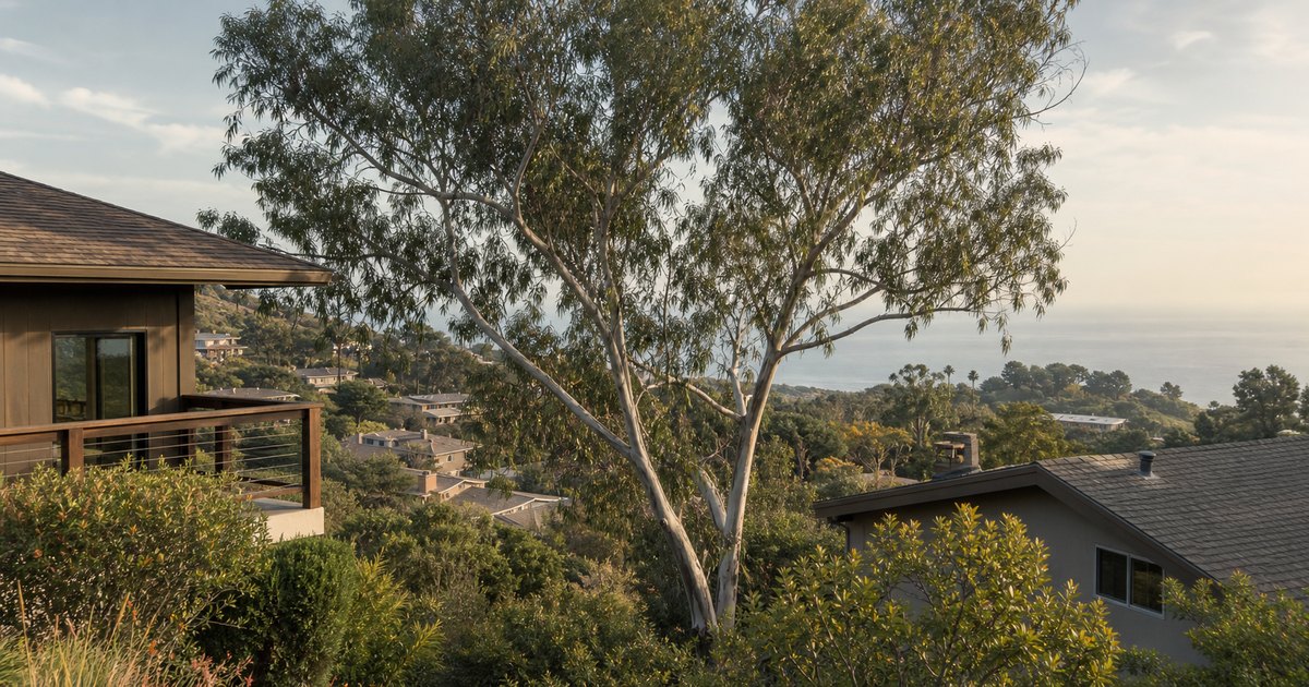 California hillside homes with mature trees partially framing a coastal view