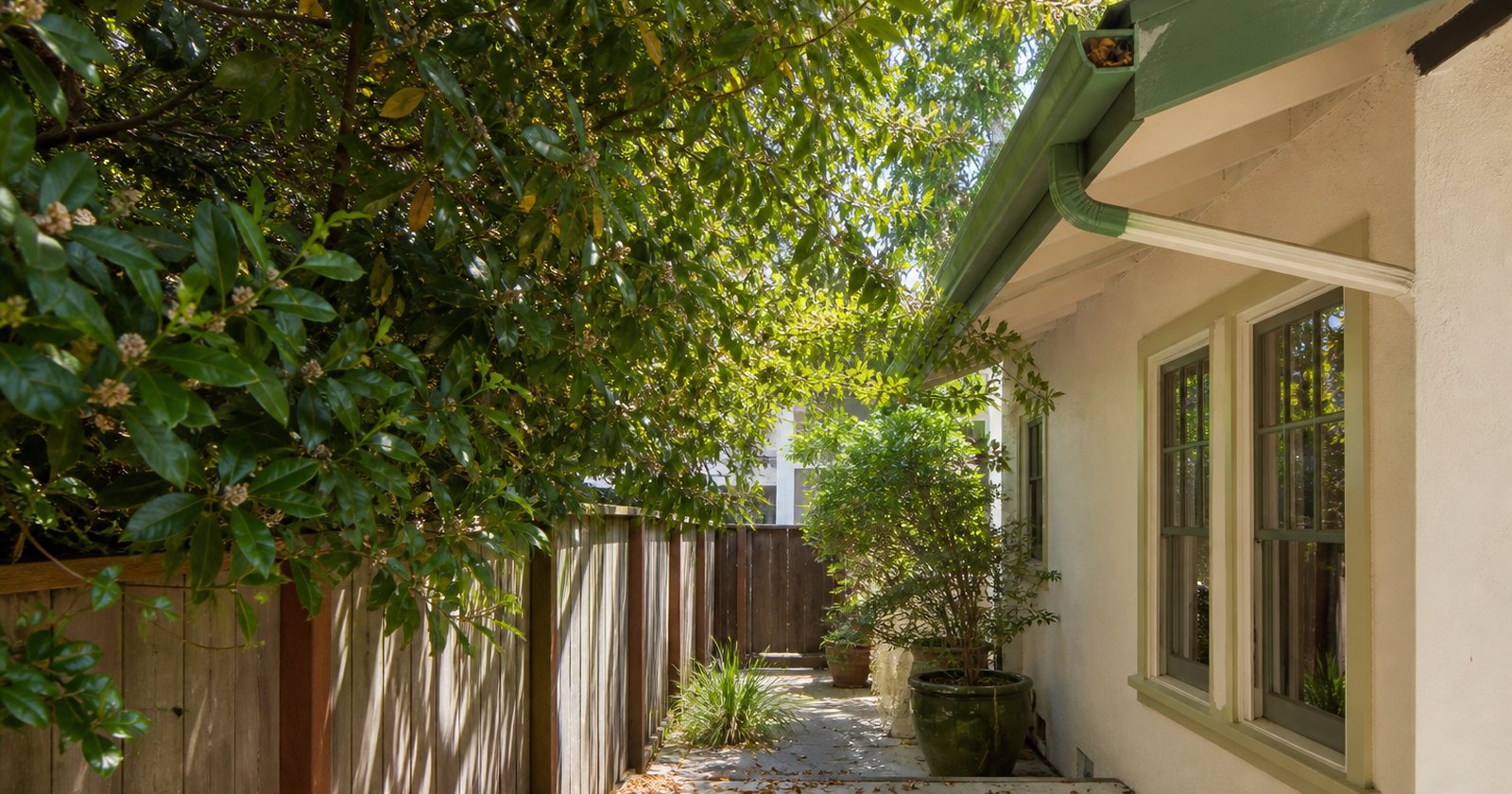 Overhanging branches dropping leaves and seed pods across a California side yard
